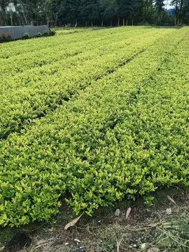 米乐m6官网：阿迪网球拍单人训练器